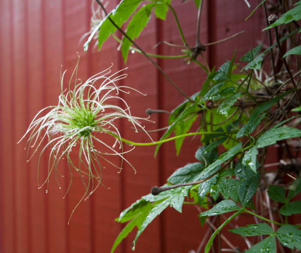 Clematis alpina seedhead Clematis alpina seedhead clematis alpina stock pictures, royalty-free photos & images