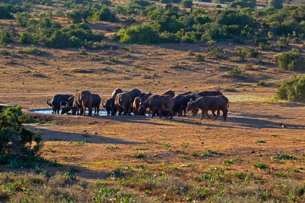 istock Herd of African Buffalo at waterhole 1161753699