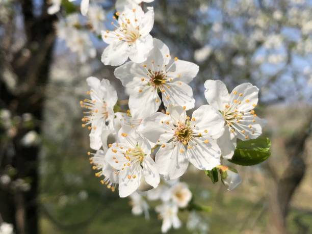 istock Apricot flower blossom 1161757019