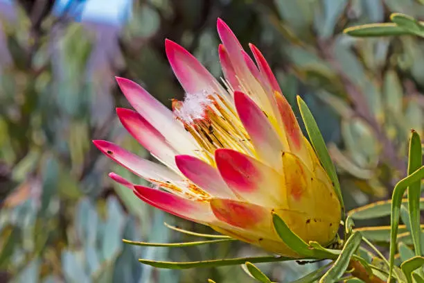 Sugarbush protea flower with pink petals in Western Cape, South Africa