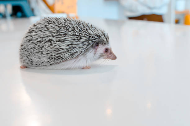Young little pet African dwarf hedgehog on a white table