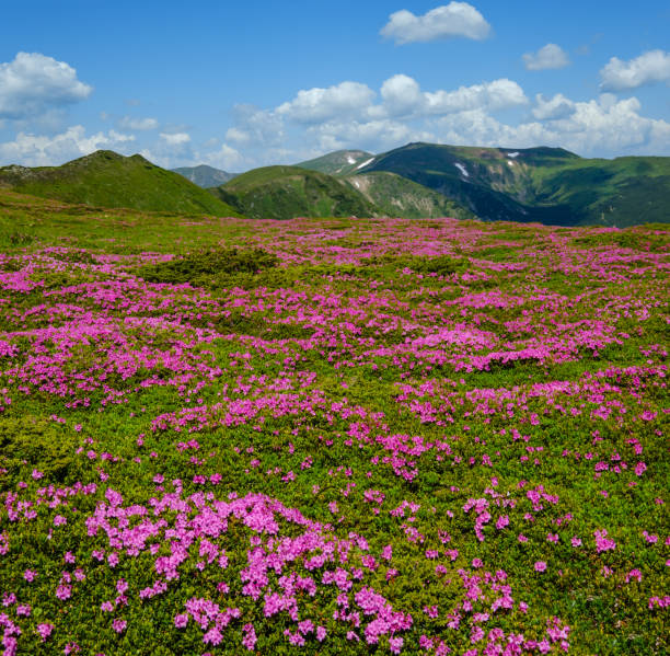 istock Blossoming slopes (rhododendron flowers ) of Carpathian mountains. 1161759163
