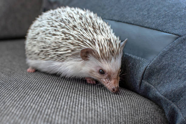 istock African dwarf hedgehog on chair outside 1161759220