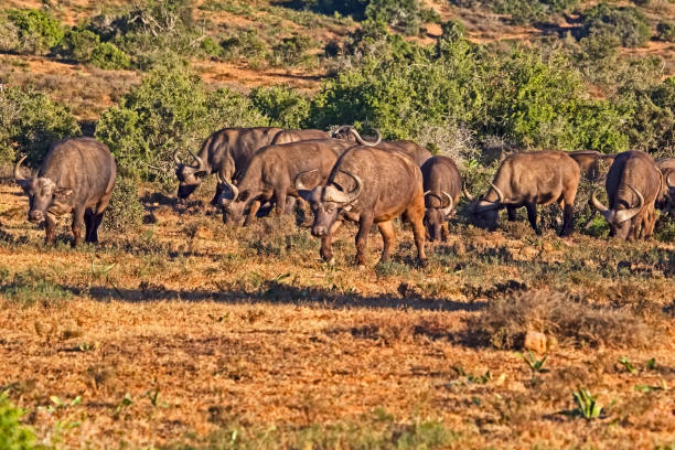 istock Herd of African Buffalo grazing 1161759936