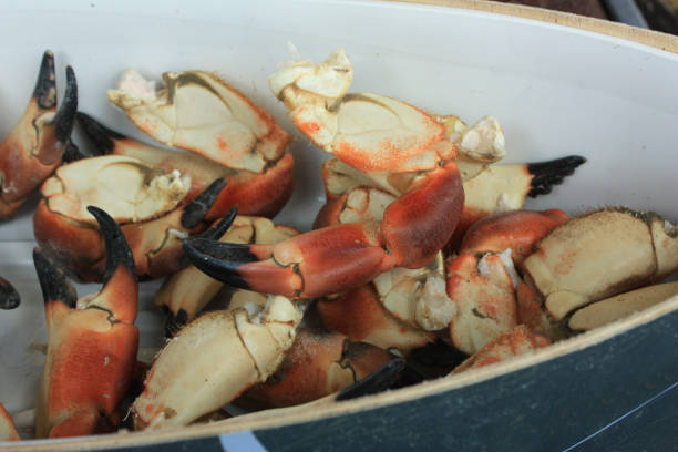 istock Crustaceans  Crab legs cooked in salt water 1161760097