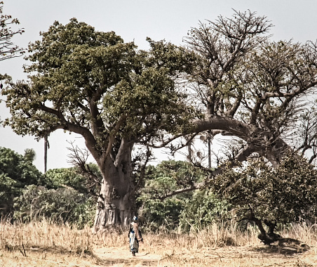 African woman walking amongst the immense Baobab trees, Gambia, West Africa