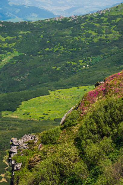 istock Pink rose rhododendron flowers on summer mountain slope 1161760346