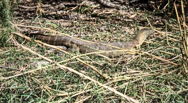 istock Baran Giant Lizard Djoudj Park Senegal 1161760437