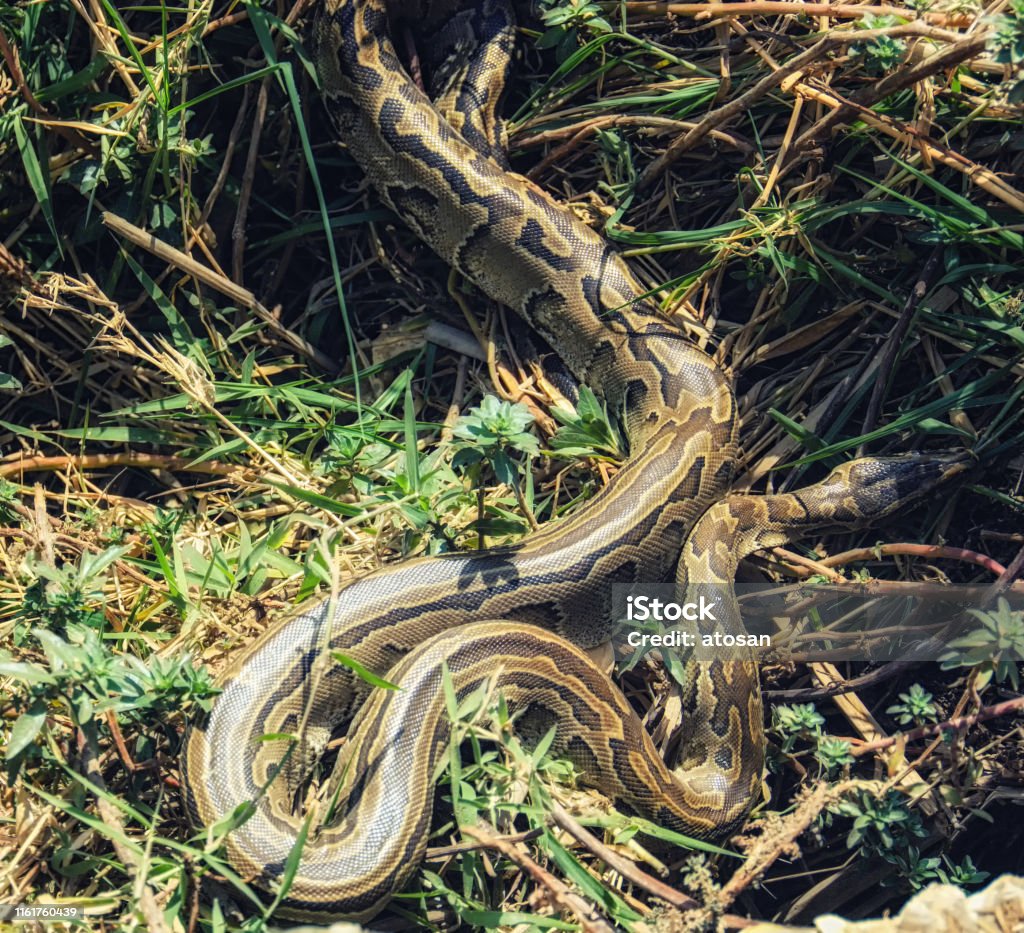 african python, water python, african rock python... African Rock Python Stock Photo - Download Image Now - Animal, Liberia ...