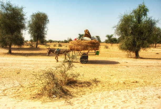 carrello d'asino a dakar, senegal - dakar region foto e immagini stock