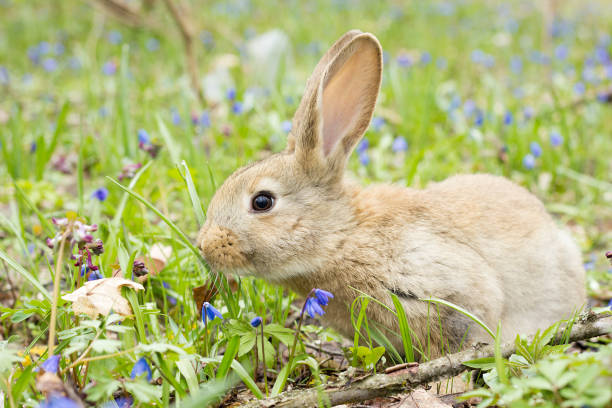 istock Rabbit on a flower meadow. Wild hare in the meadow close up 1161761495