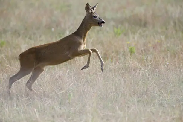 Photo of An European roe deer (Capreolus capreolus) running in a field in the heat of the day time in Brandenburg Berlin.