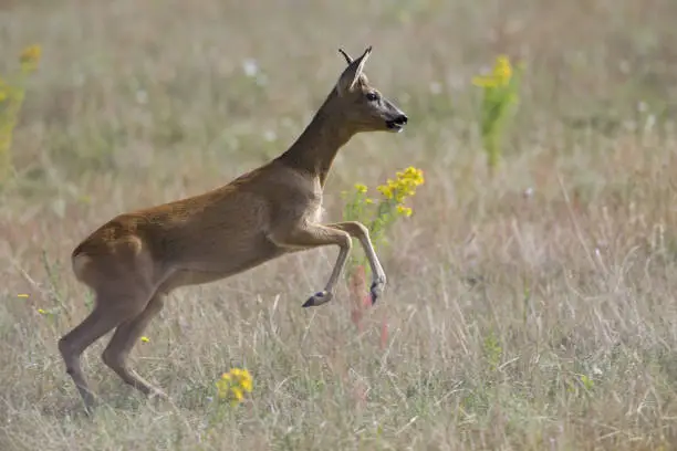 Photo of An European roe deer (Capreolus capreolus) running in a field in the heat of the day time in Brandenburg Berlin.