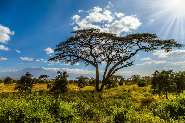 istock Amboseli Park in Kenya 1161764094