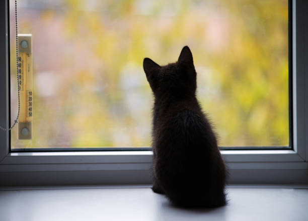 Black kitten sitting by the window. Selective focus. Autumn weather.