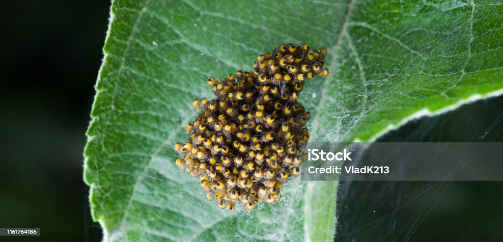 Nid d'araignée. Plusieurs centaines de jeunes araignées sont assis dans un nid de toiles d'araignée. - Photo de Araignée libre de droits