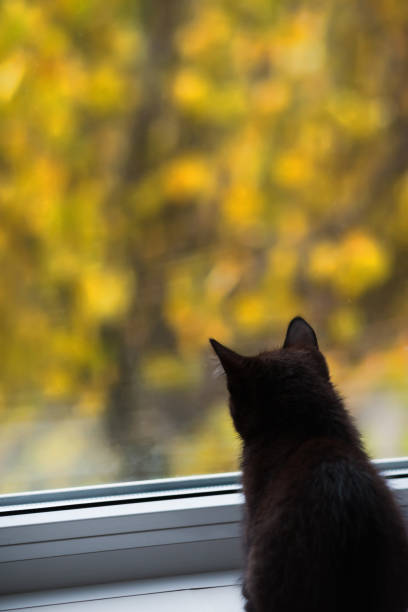 istock Black kitten sitting by the window. Selective focus. Autumn weather 1161764192
