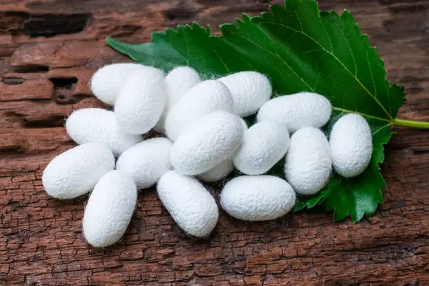 white silk cocoon whit leaves mulberry on old wood in farm