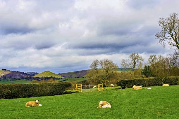 istock Lambing in Ashbourne, with Thorpe Cloud in the background, Ashbourne, Derbyshire, England. 1161764415