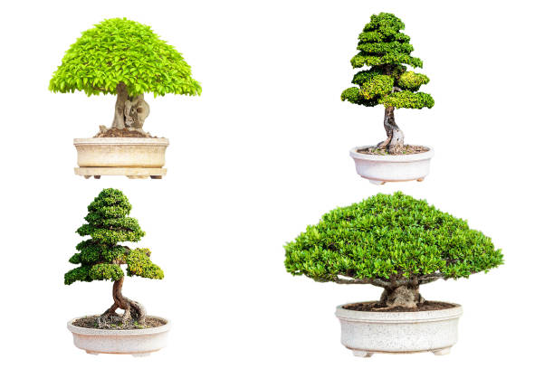 istock Bonsai in the question that is separated from the white background 1161764438