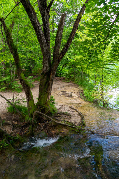acqua dolce pura di un piccolo torrente che scompare in un buco nel terreno sotto un albero nella foresta del parco nazionale dei laghi di plitvice in croazia - disappearing nature vertical florida foto e immagini stock