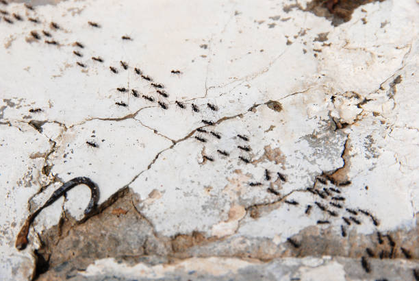 colonie de fourmis - colony swarm of insects pest animal photos et images de collection