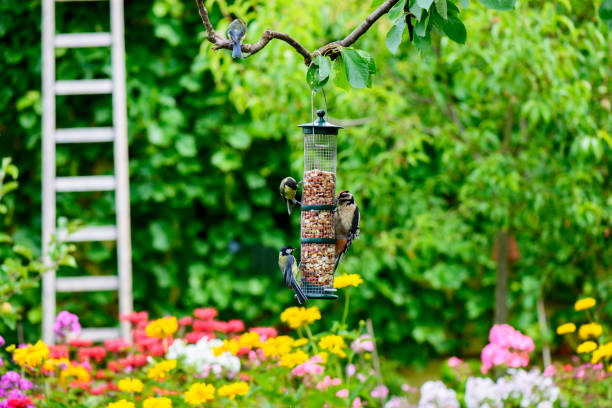 Birdfeeder Birdfeeder in the garden bird seed stock pictures, royalty-free photos & images