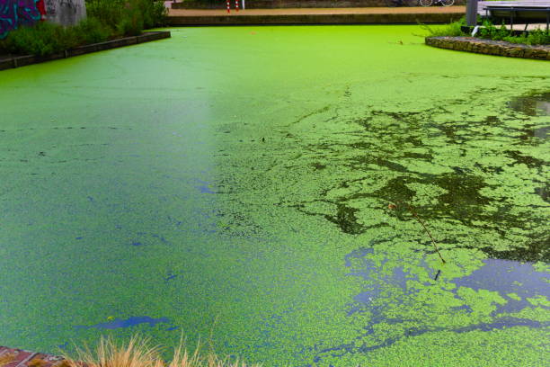 istock a river in amsterdam west cover with green algae 1161765767