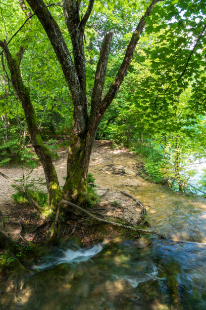 acqua dolce pura di un piccolo torrente che scompare in un buco nel terreno sotto un albero nella foresta del parco nazionale dei laghi di plitvice in croazia - disappearing nature vertical florida foto e immagini stock