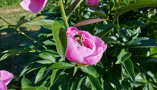 Close up view of pink red sunny peony flowers with fluffy bumble bee in botanical garden