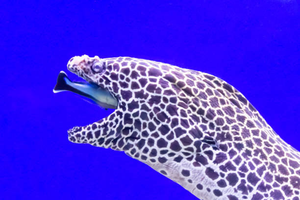 istock Spotted moray eel at the depth of the oceanarium 1161766522