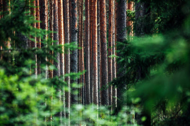 forêt nordique - deep focus photos et images de collection