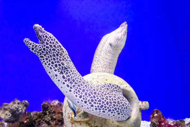Dragon or Leopard Moray Eel Enchelycore pardalis occurs in the tropial Indo-Pacific from Reunion to the Hawaiian, Line and Society islands, north to southern Japan and southern Korea, south to New Caledonia in a depth range from 5 to 60m, max. length 92cm. The species is very rarely observed in the Society Islands archipelago, but more frequently at the foot of the Marquesan cliffs. It is a critical species confined to rocky coastal areas. The posterior nostrils are enlarged and often mistaken for horns. When disturbed, Dragon Moray quickly adopts a threatening posture with its dorsal fin raised and jaws wide open. The species is generally encountered solitary, occasionally in pairs. Today, this moray eel is still used in traditional Marquesan medicine (after cooking), particularly in the treatment of certain skin conditions. Nuku Hiva, Marquesas, French Polynesia 8°57'35.568 S 140°10'21.612 W at 20m depth