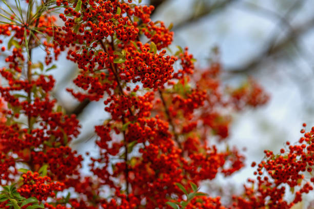 istock Small red berries with green leaves. Hawthorn autumn berries. Soft focus. Copy space 1161767793