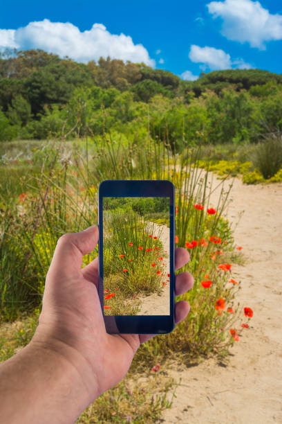 istock Hand taking picture with smartphone in a sunny day 1161768085