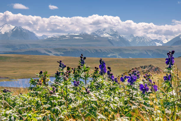 mountains flowers lake summer clouds