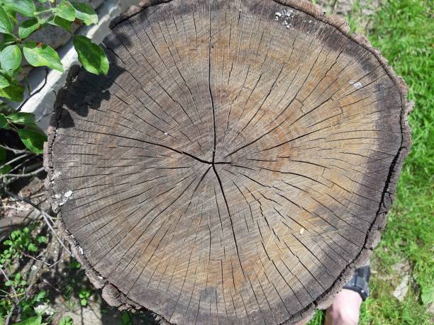 istock old  cut wood texture. Natural background 1161769456