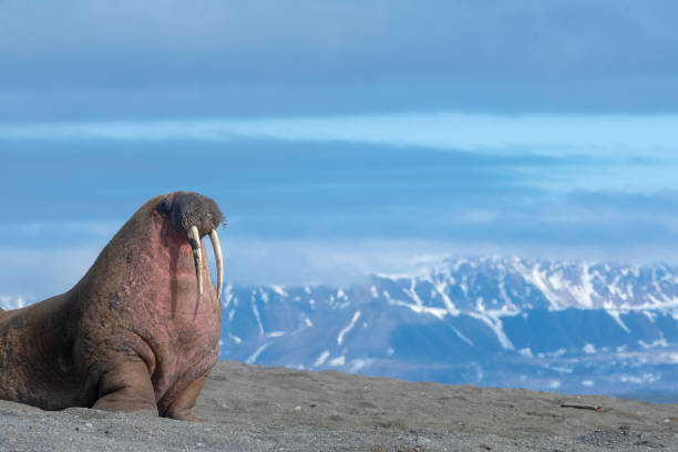 morsy na piaszczystej plaży z górami w tle - wyspy svalbard - svalbard islands zdjęcia i obrazy z banku zdjęć