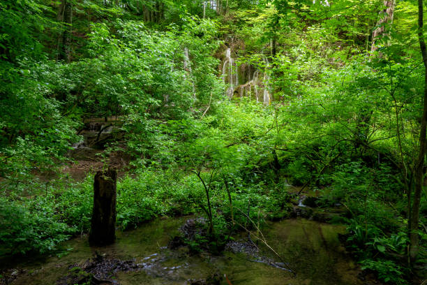 istock Small creek flowing through the untouched wilderness deep in the dense forest at the Plitvice Lakes National Park in Croatia 1161770419