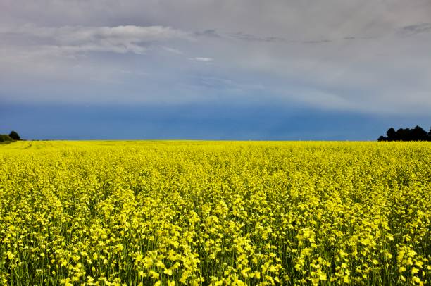 istock Bright yellow blooming rapeseed field before the storm 1161770427