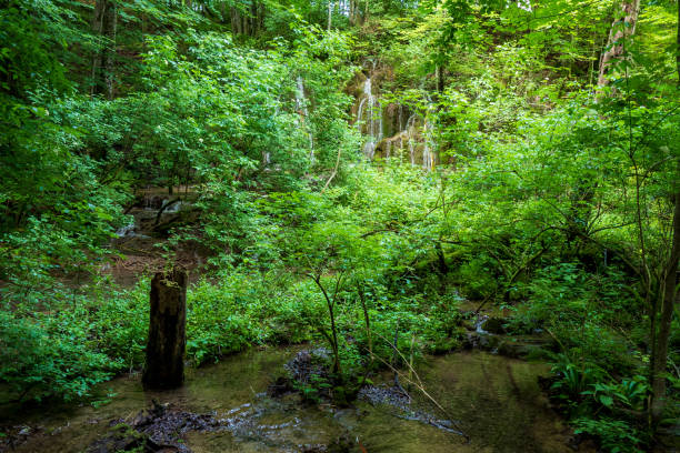 istock Small creek flowing through the untouched wilderness deep in the dense forest at the Plitvice Lakes National Park in Croatia 1161770535