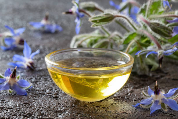 istock Borage oil with blooming borage plant 1161771803