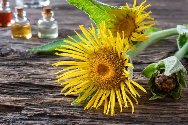 Fresh elecampane, or Inula helenium flowers, with essential oil bottles in the background