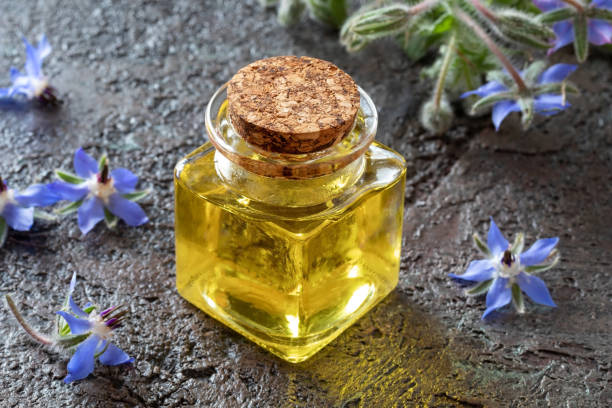 istock Borage oil with blooming borage plant 1161771869