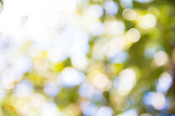 istock Zoom shot out of focus tree for background. Bokeh, Blurs 1161772331