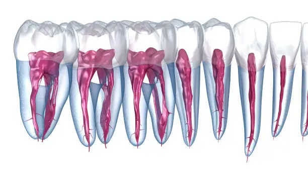 Photo of Dental root anatomy, Xray view. Medically accurate dental 3D illustration