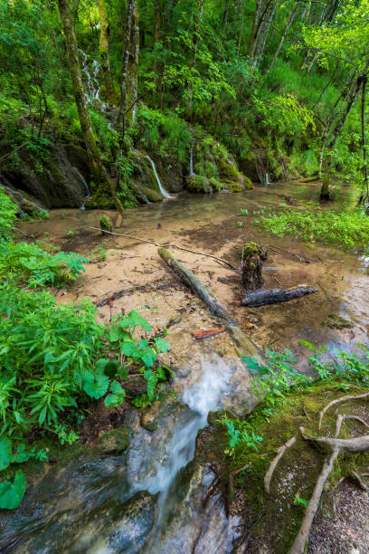 pequeño arroyo que fluye a través del desierto virgen en lo profundo del denso bosque en el parque nacional de los lagos de plitvice en croacia - deep creek area fotografías e imágenes de stock