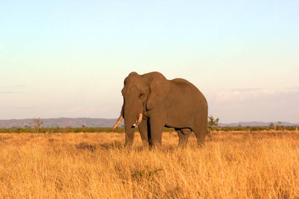 istock A big African Elephant during sunset 1161775082