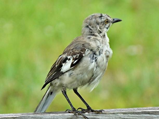 istock Northern Mockingbird (Mimus polyglottos) on a wooden railing 1161779981