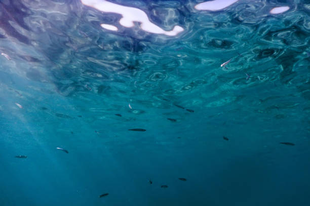 istock Underwater blue background water surface and fishes 1161780070